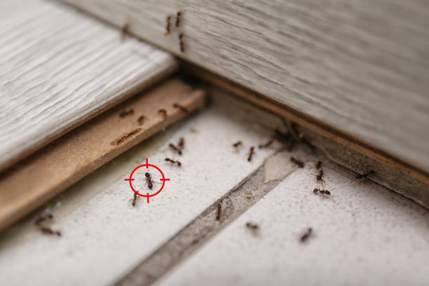 Best Pest Inspection Near Me  in Moultrie, GA