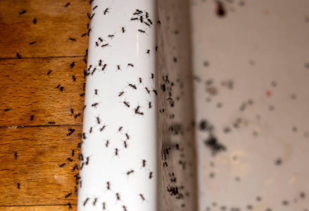 Flea Control Services in Moultrie, GA